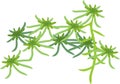 Green sphagnum peat moss